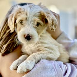 Candy - Yellow and white female Bernedoodle puppy in Springville, Utah from Oodles of Bernedoodles