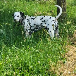 Houndoom - Dalmatian