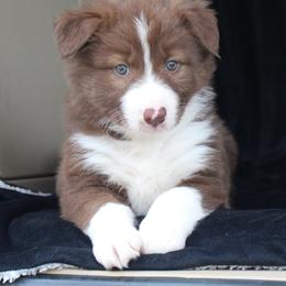 Border Collie Puppies from C Bar C Ranch Border Collies