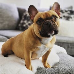French Bulldog All Grown Up from South Hill Frenchies