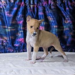 Sierra - Sable and white female Collie puppy in Dickson, Tennessee from Ceilidh Collies