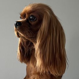 Penny - Cavalier King Charles Spaniel