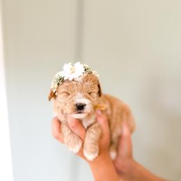 Buffy - Cream female Goldendoodle puppy in Salem, Utah from Karmadoodlee