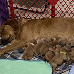 Golden Retriever Puppies from Sydney’s Goldens