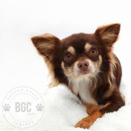 Fenix - Chihuahua