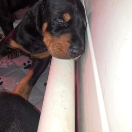 Girl 5 - Black and rust female Doberman Pinscher puppy in Shrewsbury, Massachusetts from Di Nonno Dobermann