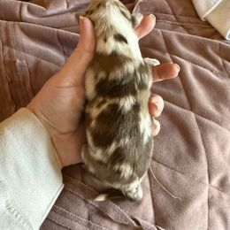 Bronze - Red merle male Miniature Australian Shepherd puppy in Gatesville, Texas from Southern Promise Aussie’s