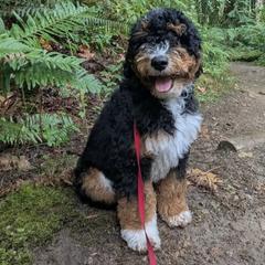 Bernedoodle, Goldendoodle, and Golden Mountain Doodle Puppies from Sonoran Standard Doodles