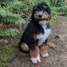 Bernedoodle, Goldendoodle, and Golden Mountain Doodle Puppies from Sonoran Standard Doodles