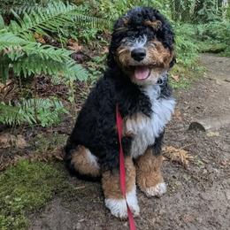 Bernedoodle, Goldendoodle, and Golden Mountain Doodle Puppies from Sonoran Standard Doodles