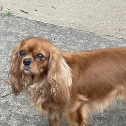 Rosaleigh - Cavalier King Charles Spaniel