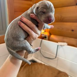 Marcie - Silver female Great Dane puppy in Corsica, Pennsylvania from Ferguson Family Danes LLC