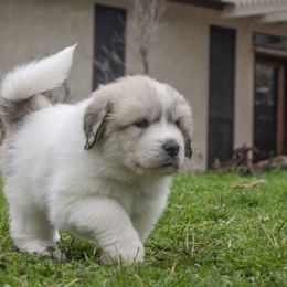 Great Pyrenees Puppies from Kings River Great Pyrenees