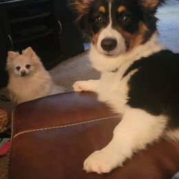 Pembroke Welsh Corgi Puppies from Corgitown