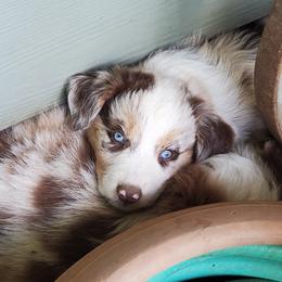 Australian Shepherd Puppies from Farmstead Aussies
