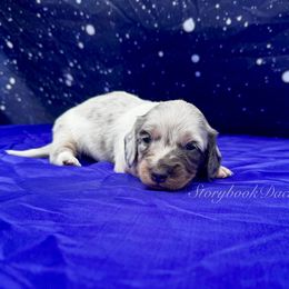 Neptune (Bluey) - Dapple male Dachshund puppy in Springfield, Oregon from Storybook Dachshunds