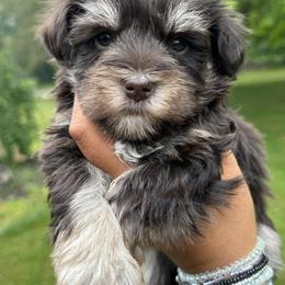 Miniature Schnauzer Puppies from Enchanted Paws
