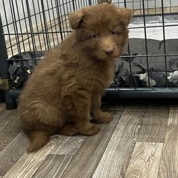 Orange collar - Liver male German Shepherd puppy in Pelham, North Carolina from P & P Shepherds