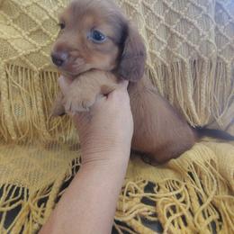 Boy 1 - Chocolate and cream male Dachshund puppy in Clayton, Indiana from Love Struck Miniature Dachshunds