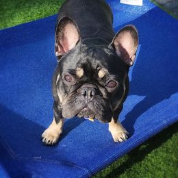 Girl 1 - Black and tan French Bulldog puppy in Ventura County, California from Tubby Frenchies