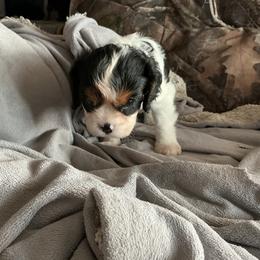 Bailey - Tri-color male Cavalier King Charles Spaniel puppy in Bullhead City, Arizona from Country Candy Cavaliers