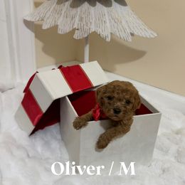 Oliver - Red  male Goldendoodle puppy in Graham, North Carolina from Geise Meadow Doodles