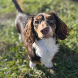 Eevee - Dachshund