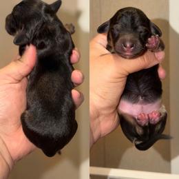 Daphne - Black and cream female Dachshund puppy in Hornbeck, Louisiana from A&Z Mini Dachshunds