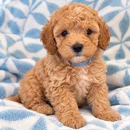 Pooh Bear - Apricot male Poodle puppy in Surprise, Arizona from Gentle Paw Poodles and Doodles
