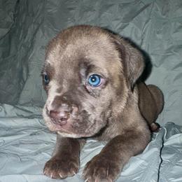 Red collar female - Gray brindle female Cane Corso puppy in Atlanta, Georgia from Brandy Horne