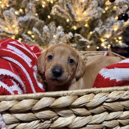 Girl 1 - Red female Dachshund puppy in Crossville, Tennessee from Golden Creek Farm