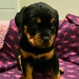 Purple collar female - Black and rust female Rottweiler puppy in Aspers, Pennsylvania from Vom Uberlegenen Rottweilers