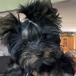 Deacon - Yorkshire Terrier