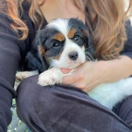 Sadie - Tri-color female Cavalier King Charles Spaniel puppy in Phoenix, Arizona from Larisa's Cavaliers