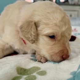 Spider-Man - Cream male Goldendoodle puppy in Pensacola, Florida from Goldendoodles Love You in Pensacola Friend Edition