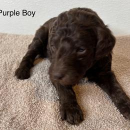 Purple Collar Boy - Brown male Poodle puppy in Colorado Springs, Colorado from Pikes Peak Doodles
