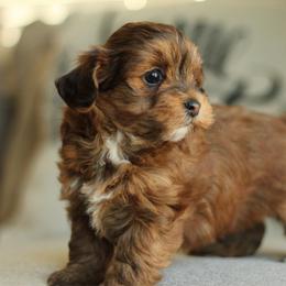 Hershey - Red sable male Havapoo puppy in Eagle Mountain, Utah from Lady Paws Puppies