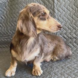 Iris - Dachshund