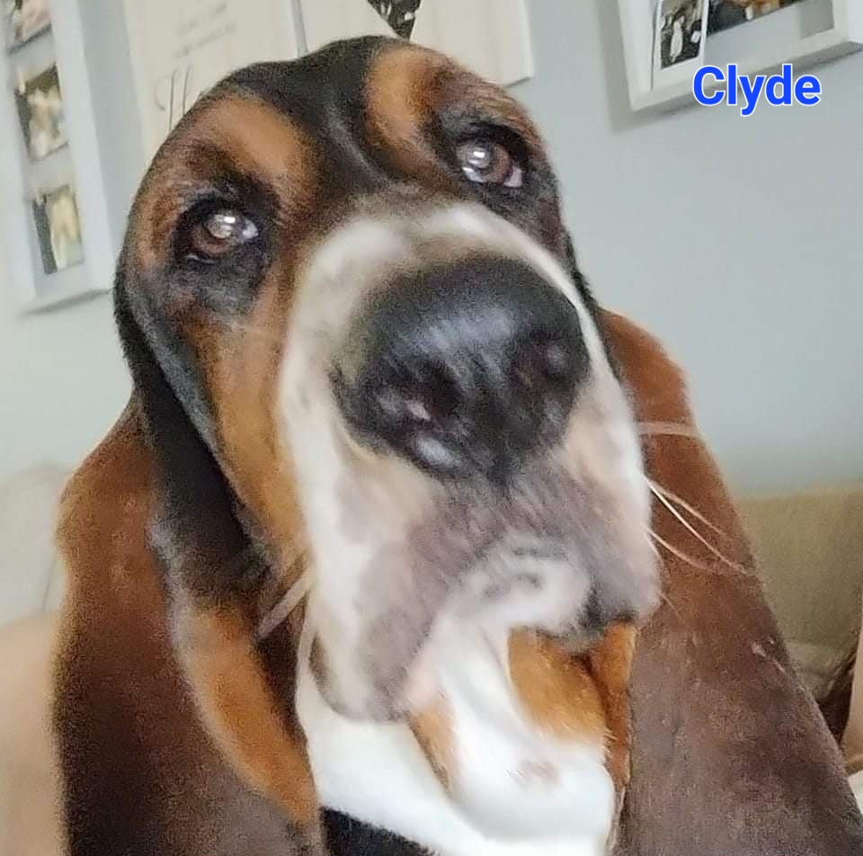 Basset Hound Puppies from Happy Hound Bassets of Whitney