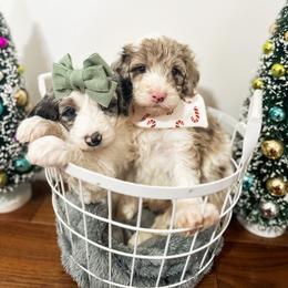Goldendoodle Puppies from The W Doods