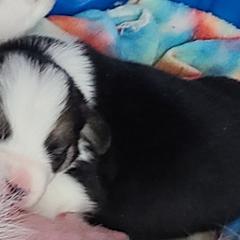 French Bulldog and Pembroke Welsh Corgi Puppies from Genuwin