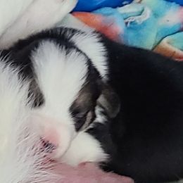 French Bulldog and Pembroke Welsh Corgi Puppies from Genuwin