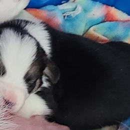 French Bulldog and Pembroke Welsh Corgi Puppies from Genuwin