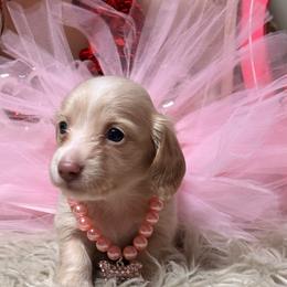 Glimmer - Cream female Dachshund puppy in Mayville, Michigan from Teenie Little Hearts