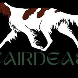 Irish Red and White Setter puppies from Cairdeas