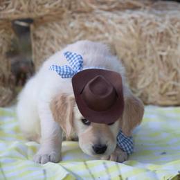Golden Retriever Puppies from Valley County Goldens
