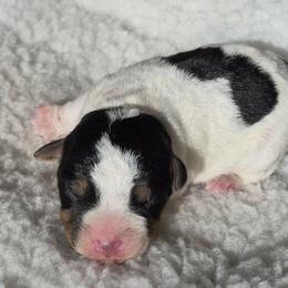 Mac - Tri-color male Jack Russell Terrier puppy in Menifee, California from Wendover Terriers