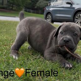 Orange collar, female - Gray brindle female Cane Corso puppy in Atlanta, Georgia from Cane Corso’s of Atlanta