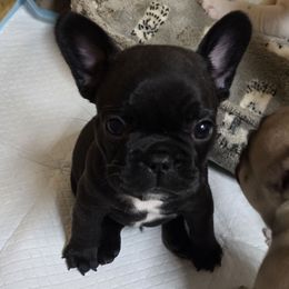 Squirt - Brindle male French Bulldog puppy in Yellowstone County, Montana from JNS Frenchies