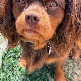 Winston - Cavalier King Charles Spaniel